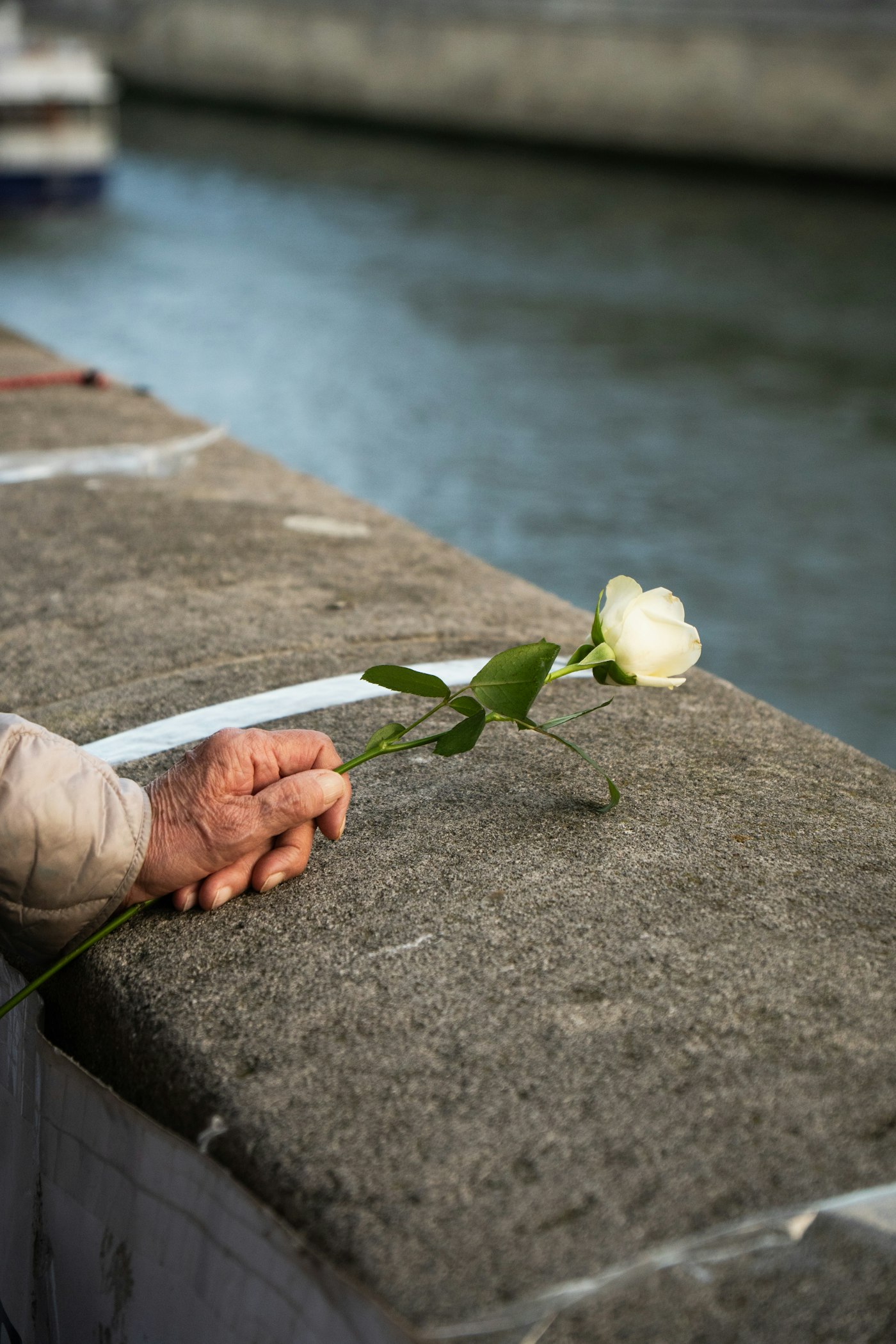 Hand holding a single white rose